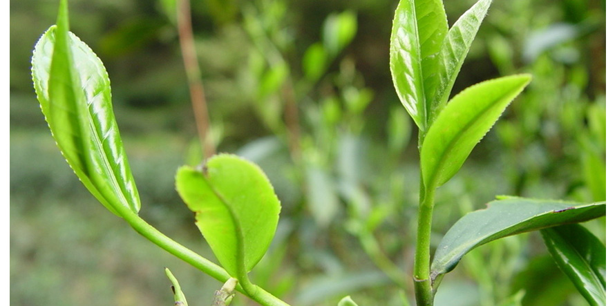 康师傅绿茶促销员工制服设计成功案例